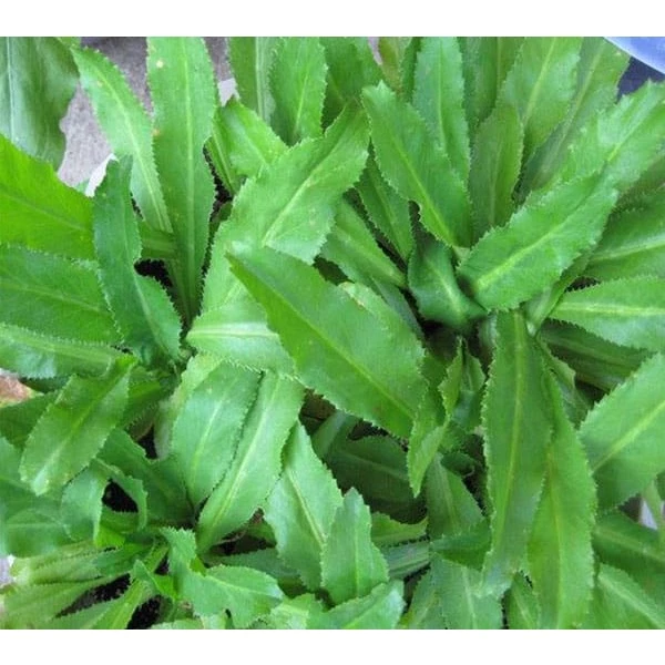 Hạt Giống Ngò Gai (Mùi tàu) 5gr