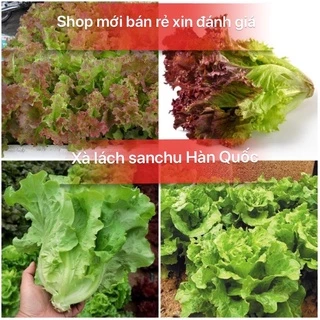 Hạt giống xà lách sanchu Hàn Quốc, năng suất cao