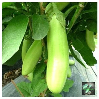 [Seeds] Hạt giống cà xanh mỡ RD74, đóng gói 0.5gr