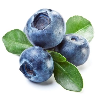 Hạt giống Việt Quất (blue berry) ( hạt nảy mầm tốt nhưng lâu từ 2-3 tháng)