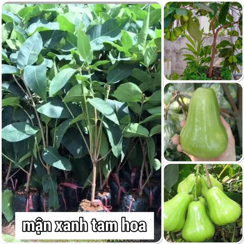 Cây roi (mận ) xanh cao 70-80cm mua 5 cây tặng 1 cây ( hình thật )