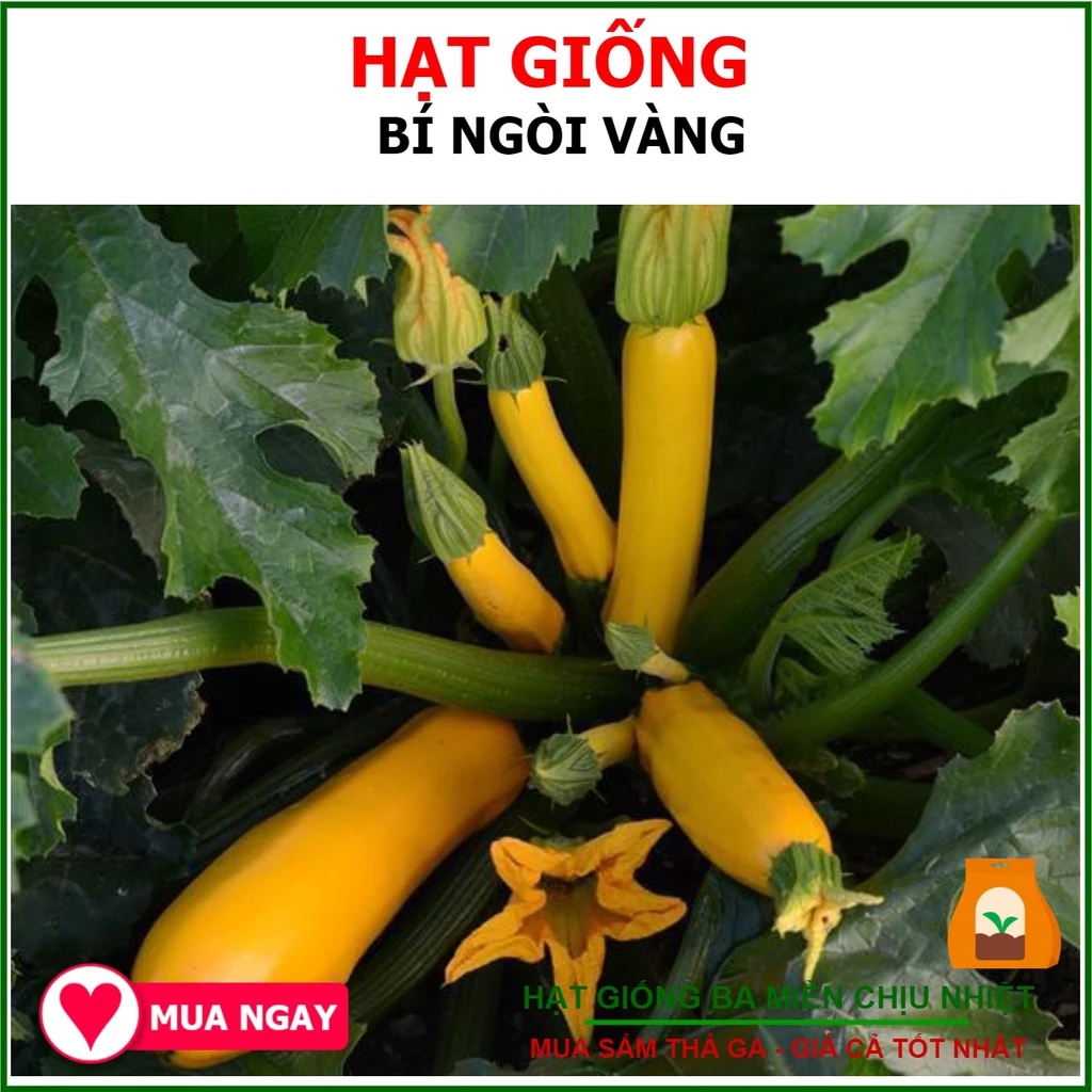 [Giống Chịu Nhiệt] Hạt Giống Bí Ngòi Vàng 1Gram