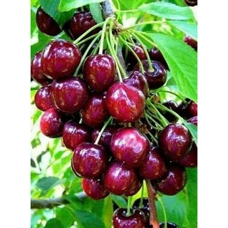 CÂY CHERRY ANH ĐÀO