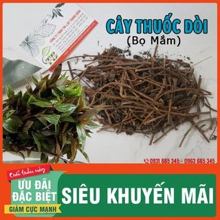 Cây Thuốc Dòi Khô 1Kg [ Hàng Loại 1 ]