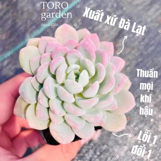 Sen đá ruby trắng Đà Lạt size bé cây cảnh trang trí nhà cửa Toro garden