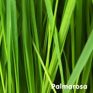 Tinh dầu Sả hoa hồng Palmarosa Essential Oil