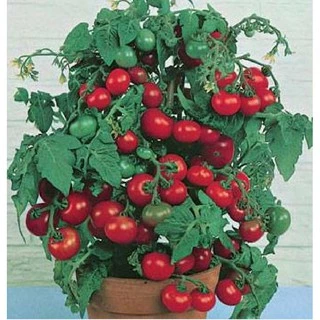 Hạt giống cà chua bi lùn đỏ 30 hạt (TẶNG gói kích thích hạt nảy mầm)
