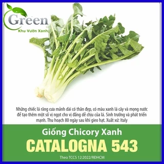 Hạt Giống Chicory Xanh (Rau Diếp Xoăn)