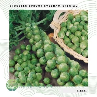 Hạt giống mini bắp cải đặc biệt Brussels Sprout Evesham - NHẬP KHẨU 20h
