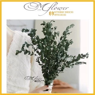 Hoa lá táo khô bạch đàn Eucalyptus trang trí cắm hoa, decor nhà cửa, chụp hình sản phẩm