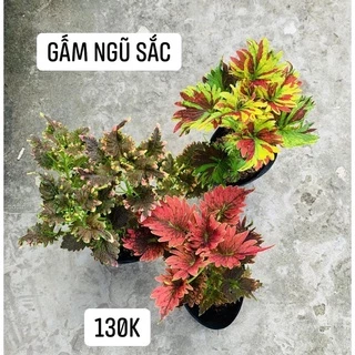 Combo 3 cây gấm ngũ sắc/ gấm cao bồi