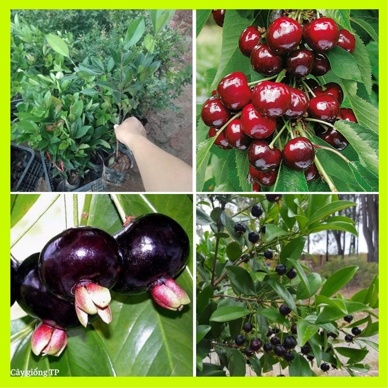Cây giống cherry Brazil hay anh đào Brazil cho trái thơm, mọng, ngọt.