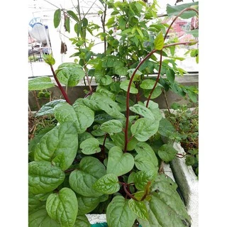 Hạt giống rau Mồng Tơi Đỏ (Mùng tơi Tím) Thái Lan 1gr nhập nguyên gói (Red Ceylon Spinach)