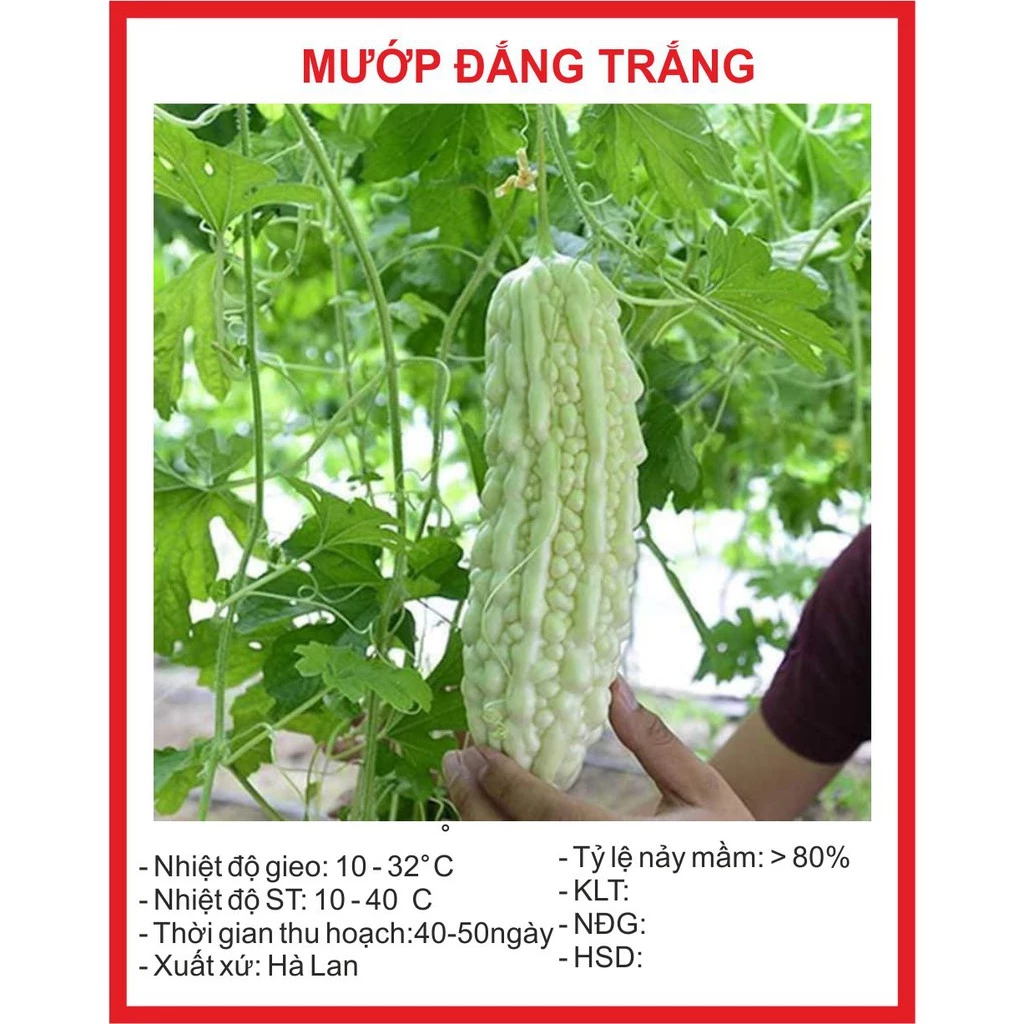 Hạt giống Mướp Đắng Trắng - 10 Hạt