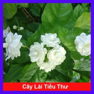 Cây hoa lài - cây hoa nhài ( Lài tiểu thư ) hoa thơm - caykiengsadec