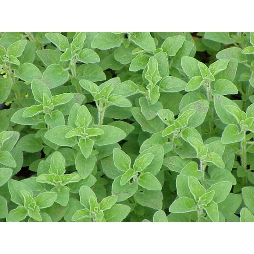 Hạt giống oregano Ý - Gói lớn nhiều hạt, Tặng gói kích nảy mầm