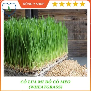 100g hạt giống cỏ lúa mì • wheatgrass • cỏ mèo, ép lấy nước uống - mầm lúa mạch-dễ trồng