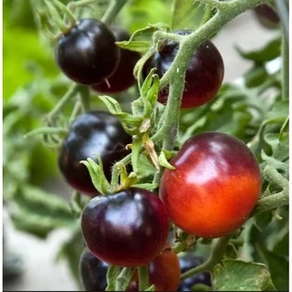 Hạt giống cà chua cherry đen RADO 0.1gram