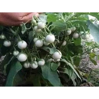 HẠT GIỐNG CÀ PHÁO TRẮNG GÓI 2GRAM