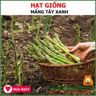 Hạt Giống Măng Tây Xanh Cao Sản