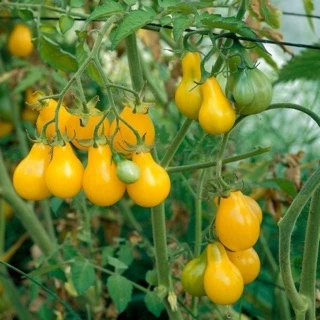 [ HG Mai Nguyễn] Hạt giống cà chua trái lê vàng- Golden Pear Tomato