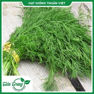 Hạt giống rau Thì Là TN - 66