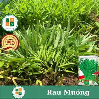 Hạt giống rau muống lá tre siêu ngọn