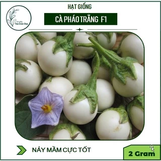 HẠT GIỐNG CÀ PHÁO TRẮNG CAO SẢN