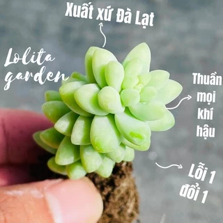 Sen đá chuỗi ngọc bi Đà Lạt size mini cây cảnh trang trí nhà cửa Lolita garden