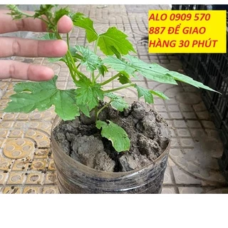 NHẮN TIN SHOP SHIP Không GÃY CÂY-MƯỚP ĐẮNG KHỔ QUA 15-30CM TẶNG dịch trùn SHIP 30PHÚT KHO Q11,7,9,THỦĐỨC,PHÚNHUẬN