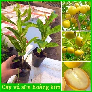 Cây giống vú sữa hoàng kim ( vú sữa vàng) gieo hạt