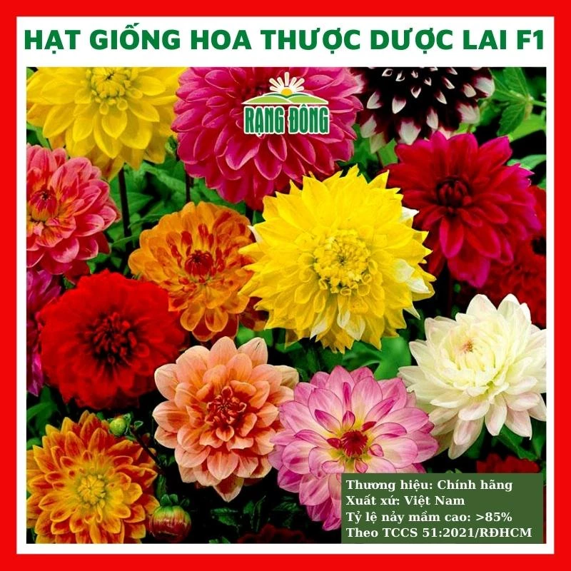 Hạt giống hoa thược dược lai F1 nhiều màu DAHLIA - rau củ quả trồng chậu, sân vườn ban công nảy mầm cao 5 hạt 221