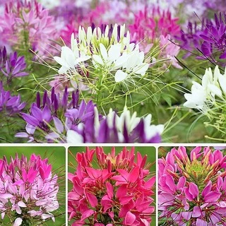 Hạt giống hoa Hồng Ri - Túy Điệp Mix - Cleome 100 hạt - HGT1