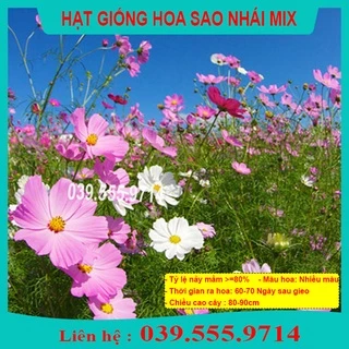 Hạt Giống Hoa Sao Nhái Nhiều Màu ( Hoa Cánh Bướm) - rất dễ trồng từ hạt