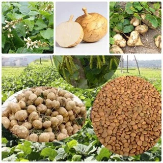 Gói 20 hạt giống củ đậu TẶNG KÈM PHÂN VÀ KÍCH MẦM