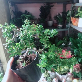 Cây Linh Sam Bonsai