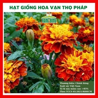 Hạt giống hoa vạn thọ Pháp nhiều màu - rau củ quả trồng chậu, sân vườn ban công nảy mầm cao 0,1g RADO925