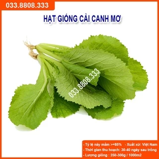 Hạt giống rau cải canh mơ 20gram - rau trồng quanh năm