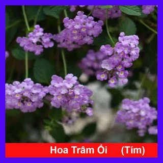 Cây Hoa Trâm Ổi Tím - Cây cảnh sân vườn  - caykiengsadec