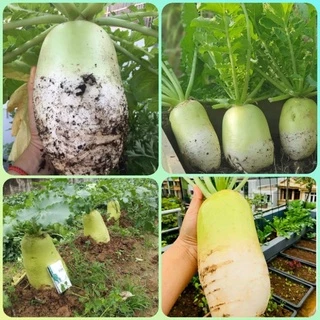Hạt giống củ cải xanh khổng lồ Hàn Quốc hủ lẻ 50 hạt