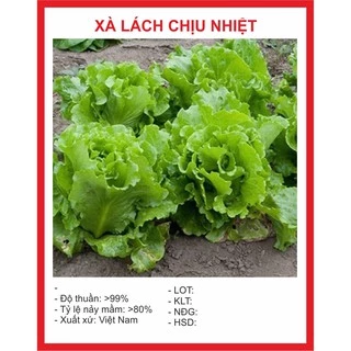 Hạt Giống Xà Lách Chịu Nhiệt 5gr