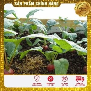 Hạt Giống Củ Cải mini dễ trồng dễ chăm sóc nhanh thu hoạch ( gói 5 gram)