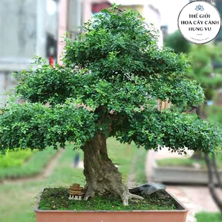 Cây nguyệt quế lá nhỏ giống cao 40 cm (Ảnh thật số 2).