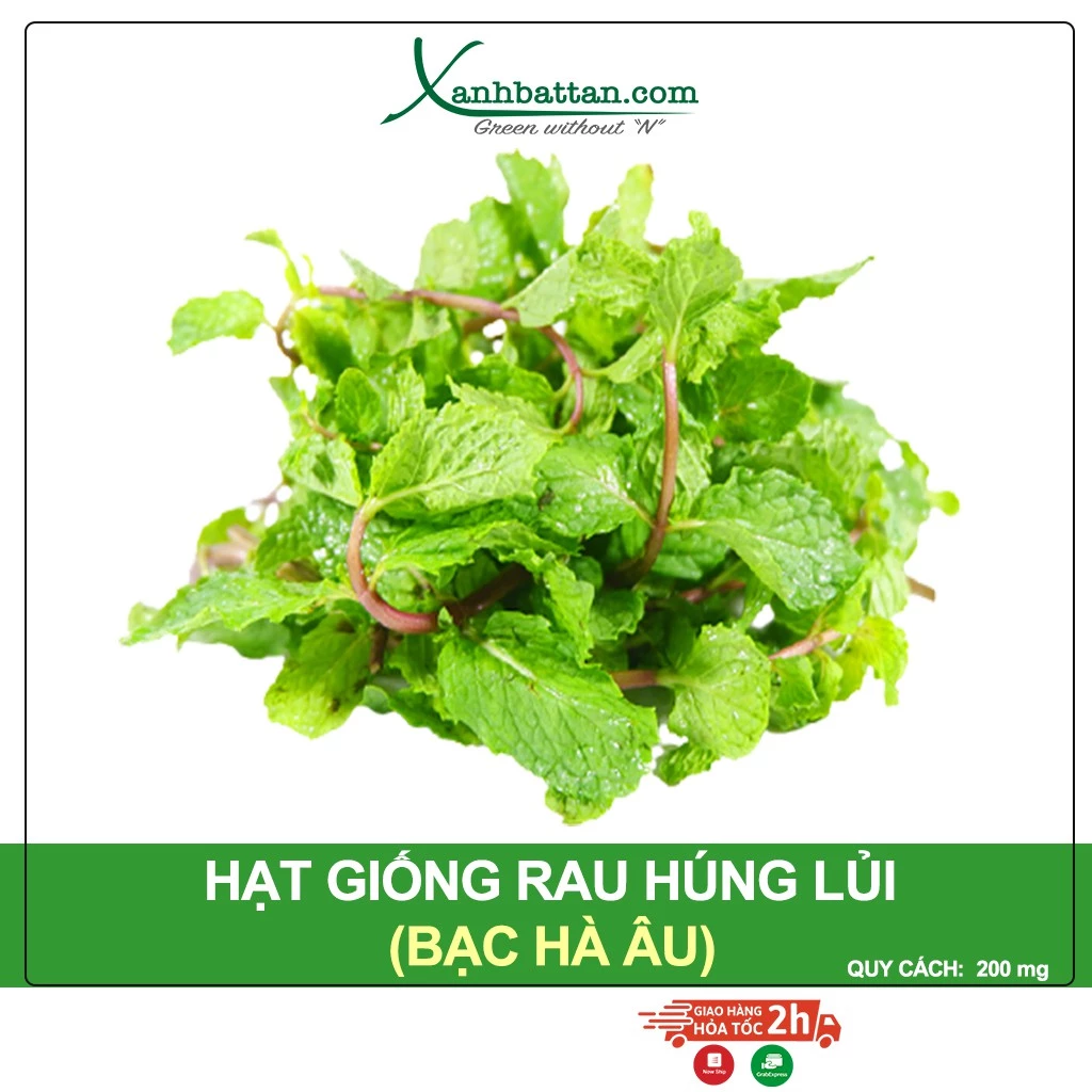 Hạt Giống Rau Húng Lũi - Hạt Giống Bạc Hà Âu, Dễ Trồng, Dễ Nảy Mầm