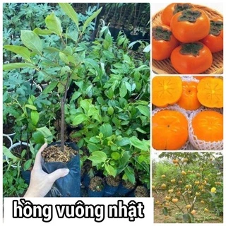 Cây hồng giòn không hạt nhật bản cao 60-70cm mua 5 cây tặng 1 cây ( hình thật )