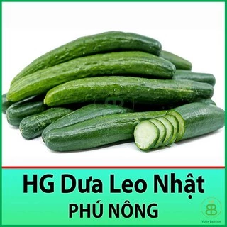 Hạt Giống Dưa Leo NHẬT F1 Tỉ Lệ Nảy Mầm Cao