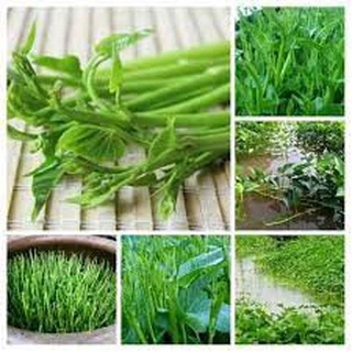 #Hạt_Giống_Rau_Muống ( Siêu_Ngọn + lá_tre ) ( tặng kích mầm )