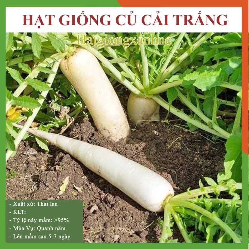 Hạt giống củ cải trắng gói 50gr- Tỷ lệ này mầm cao, dễ trồng, năng suất cao, giàu dinh dưỡng.