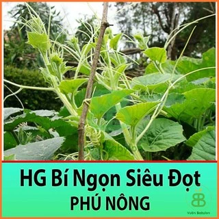 Hạt Giống Bí Ngọn Siêu Đọt Dễ Trồng, Năng Suất Cao