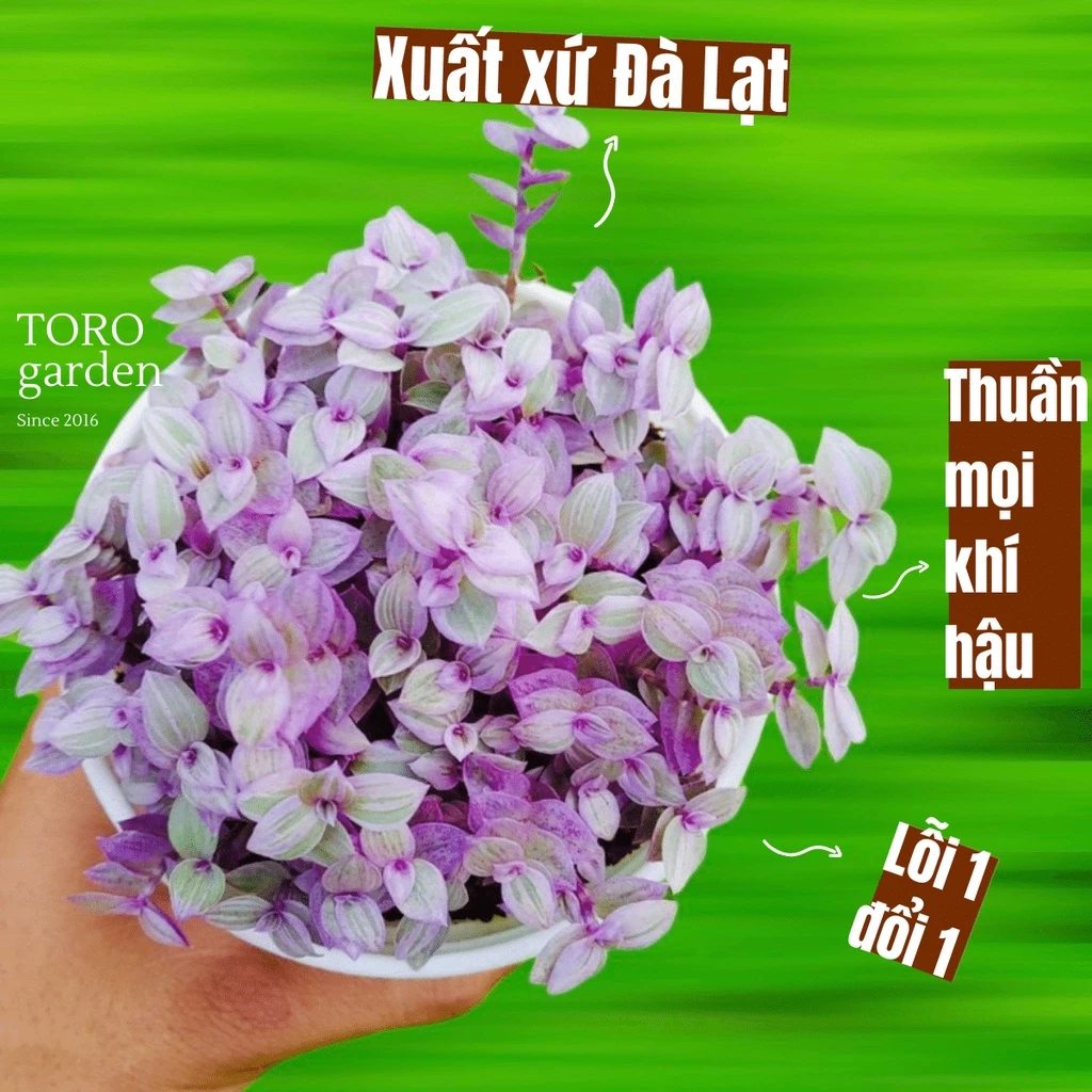 Cỏ pink lady Đà Lạt size trung bình cây cảnh trang trí nhà cửa Toro garden